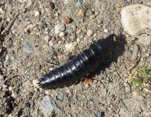 Carabus sp.